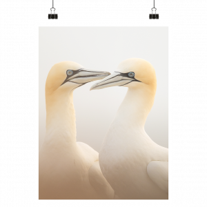 Basstölpel-Paar auf Helgoland - Poster Din A2 (hoch)