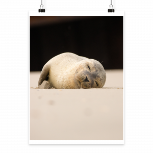 Kleiner Seehund am Strand  - Poster Din A2 (hoch)