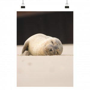 Kleiner Seehund am Strand  - Poster Din A3 (hoch)