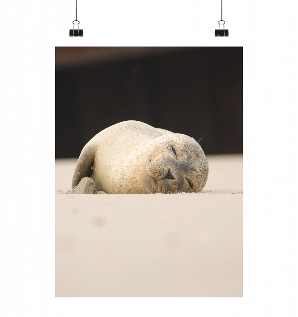Kleiner Seehund am Strand  - Poster Din A3 (hoch)
