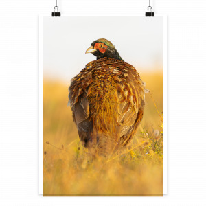 Jagdfasan - Poster Din A3 (hoch)