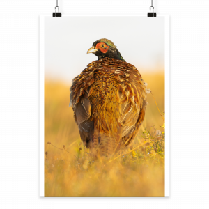 Jagdfasan - Poster Din A2 (hoch)
