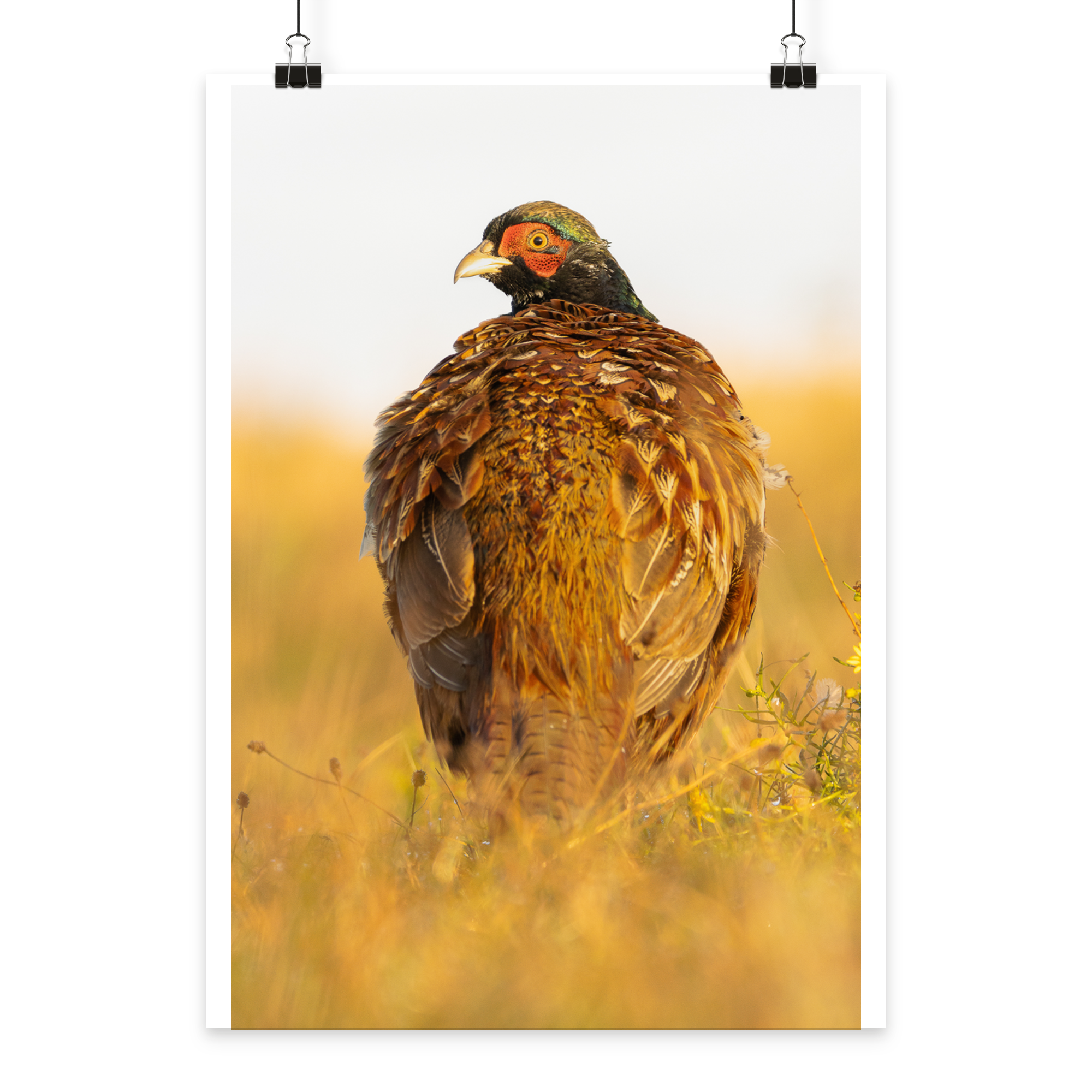 Jagdfasan - Poster Din A2 (hoch)
