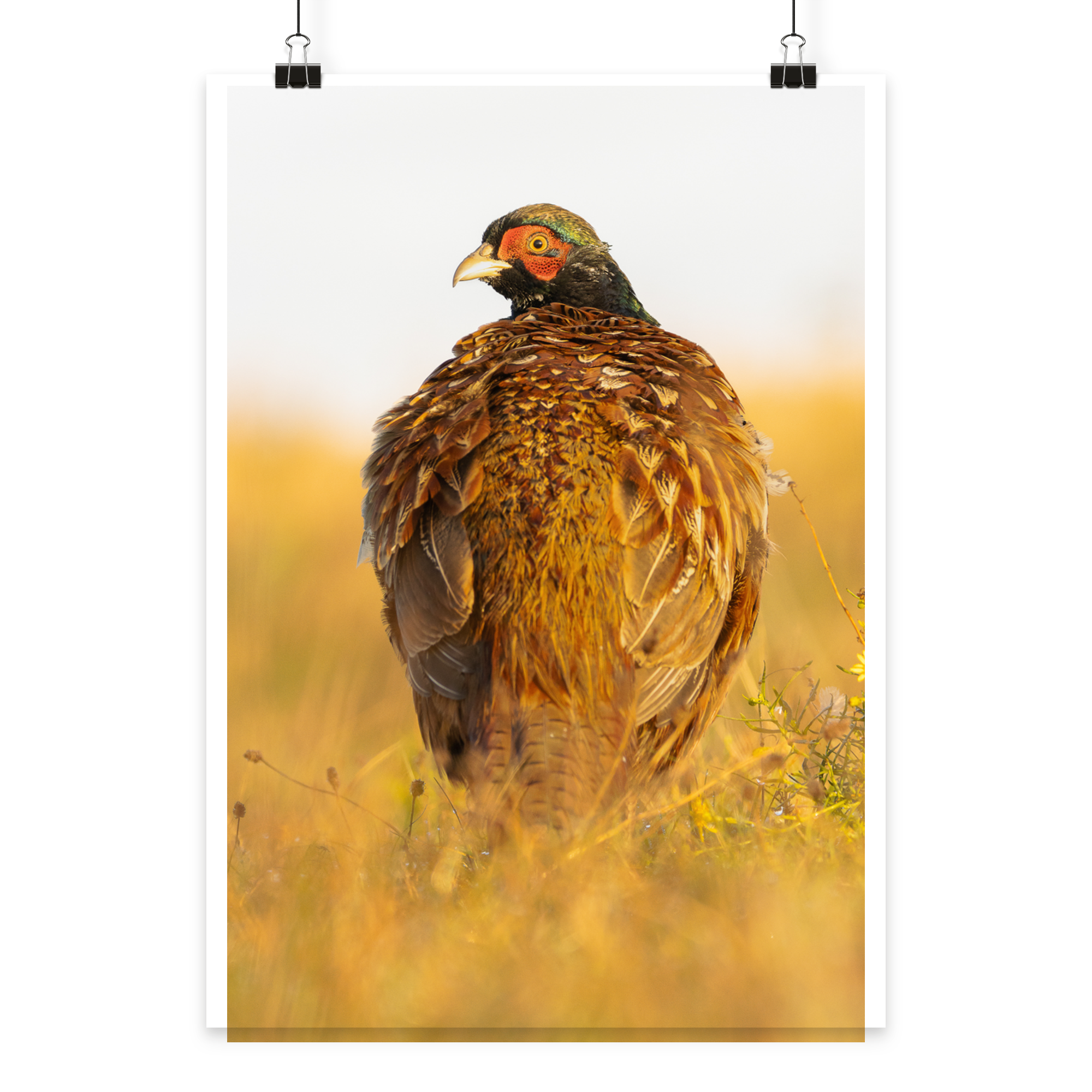 Jagdfasan - Poster Din A3 (hoch)